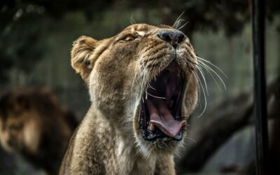 Anger and Our Wild Selves