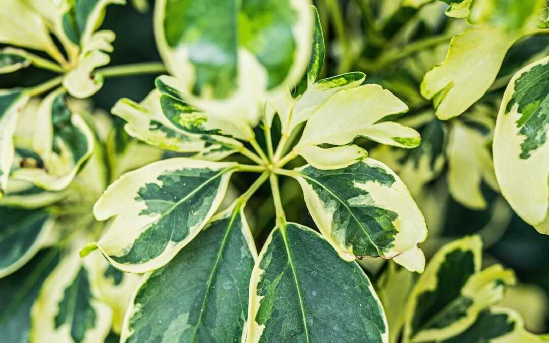 Multiple Orgasms: My Process to Achieve