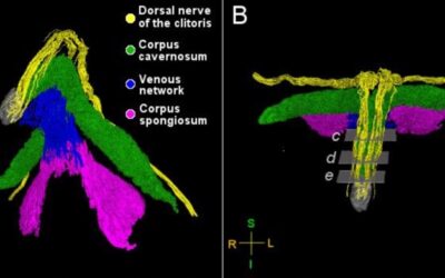 Mapping the Nerves of the Internal Clitoris