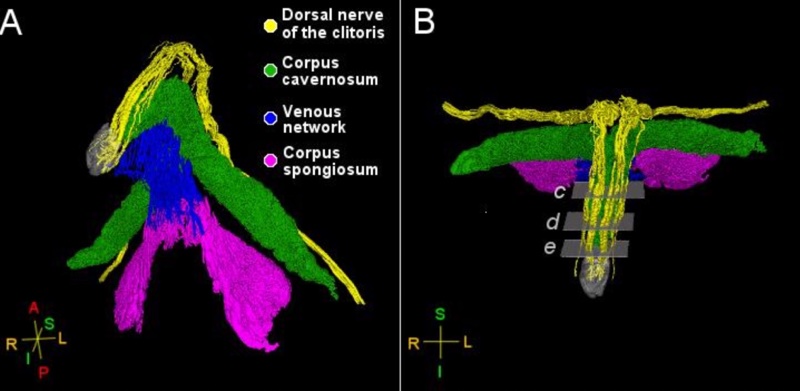 Mapping the Nerves of the Internal Clitoris