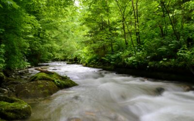 Surviving Sexual Assault